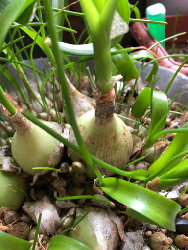 オーニソガラムコーダツム苗 イトウ 南米沢の家庭用品 ガーデニング の中古あげます 譲ります ジモティーで不用品の処分