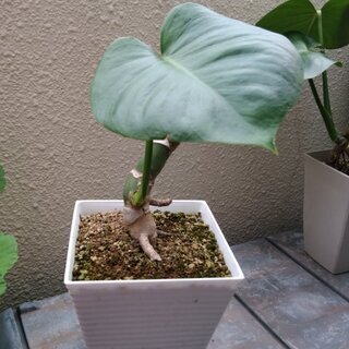 【観葉植物】新芽出ています♡お洒落なモンステラ　　♡の葉っぱが切...