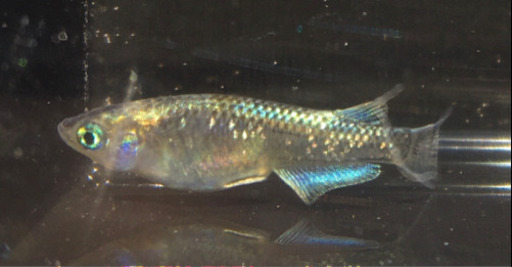 濵めだか 極ブラックメダカ稚魚15匹 心美めだか 和歌山港のその他の中古あげます 譲ります ジモティーで不用品の処分