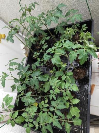 無料 無農薬 無化学肥料の固定種ステラミニトマトの苗 ユイ 蕨の家電の中古あげます 譲ります ジモティーで不用品の処分