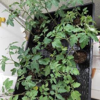 【無料】無農薬・無化学肥料の固定種ステラミニトマトの苗