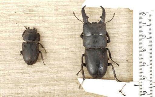 天然採集 奈良県産 ヒラタクワガタ 54mmペア くぅ 新ノ口のその他の中古あげます 譲ります ジモティーで不用品の処分