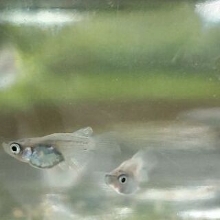 癒しのダルマメダカ ダルマめだかと半ダルマの稚魚 幹之mixダルマと天女の舞の仔 4 匹を1セットで おとなりのメダカ 宇都宮のその他の中古あげます 譲ります ジモティーで不用品の処分 癒しのダルマメダカ ダルマめだかと半ダルマの稚魚 幹之mixダルマと天女の舞の仔 4 匹を1セットで おとなりのメダカ 宇都宮のその他の中古あげます 譲ります ジモティーで不用品の処分