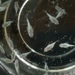 癒しのダルマメダカ ダルマめだかと半ダルマの稚魚 幹之mixダルマと天女の舞の仔 4 匹を1セットで おとなりのメダカ 宇都宮のその他の中古あげます 譲ります ジモティーで不用品の処分 癒しのダルマメダカ ダルマめだかと半ダルマの稚魚 幹之mixダルマと天女の舞の仔 4 匹を1セットで おとなりのメダカ 宇都宮のその他の中古あげます 譲ります ジモティーで不用品の処分