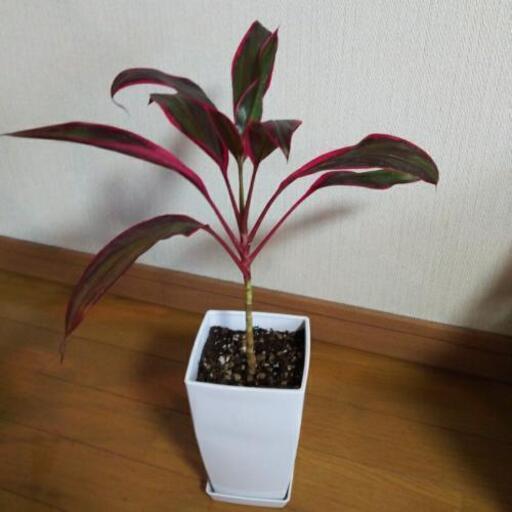 観葉植物レッドエッジ 鉢付 まきちゅう 久米のその他の中古あげます 譲ります ジモティーで不用品の処分