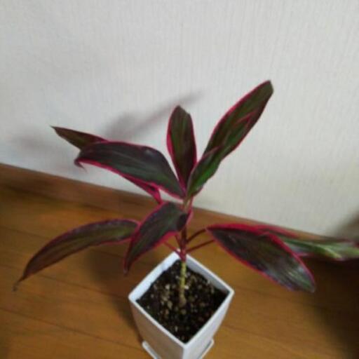 観葉植物レッドエッジ 鉢付 まきちゅう 久米のその他の中古あげます 譲ります ジモティーで不用品の処分