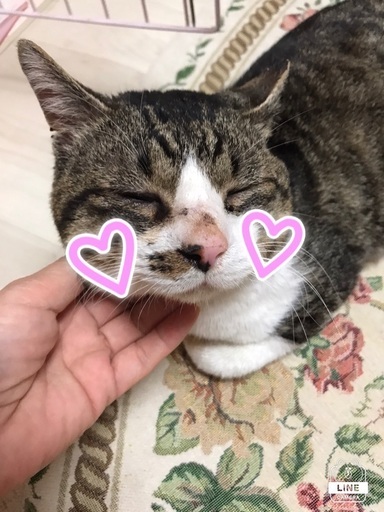 骨盤骨折をのりこえたモモジくん (保護猫倶楽部) 札幌の猫の里親募集 
