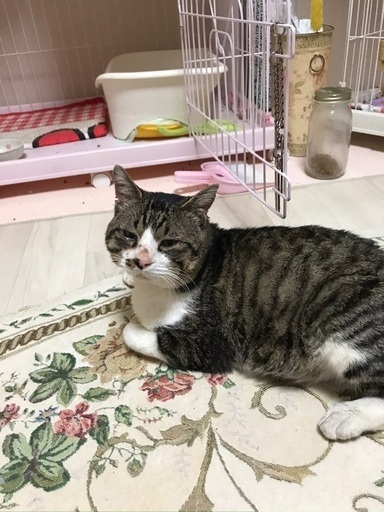 骨盤骨折をのりこえたモモジくん 保護猫倶楽部 札幌の猫の里親募集 ジモティー