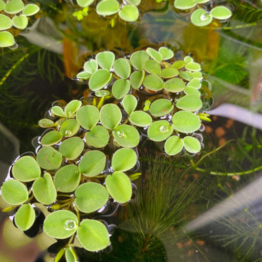 サルビニア ククラータ 無農薬 8株 A 浮き草 水草 ビオトープ はるおさん 東岡崎のその他の中古あげます 譲ります ジモティーで不用品の処分