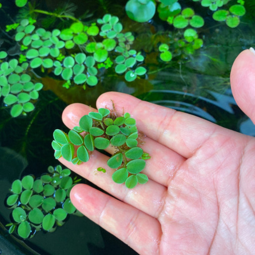 サルビニア ククラータ 無農薬 8株 A 浮き草 水草 ビオトープ はるおさん 東岡崎のその他の中古あげます 譲ります ジモティーで不用品の処分