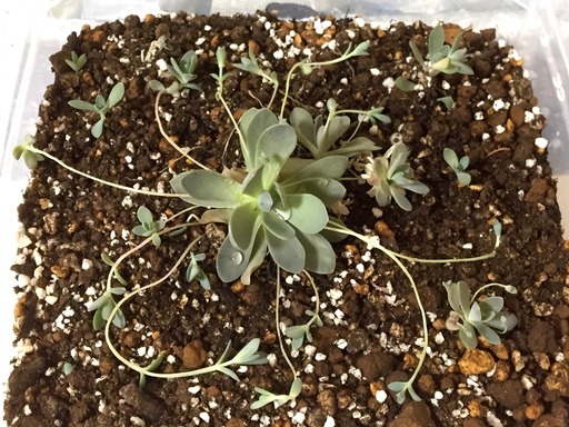 子持ち蓮華 ガーデニングに セダム多肉植物 いちごロール 墨田のその他の中古あげます 譲ります ジモティーで不用品の処分