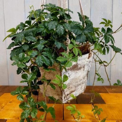 観葉植物 シュガーバイン ゆっぴー 亀有の家具の中古あげます 譲ります ジモティーで不用品の処分