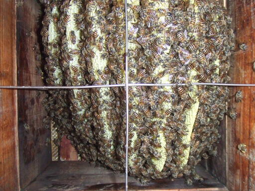 日本蜜蜂 今春入居した日本みつばちです 継ぎ足し用巣枠1個お付けし 