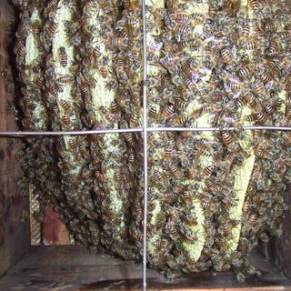 日本蜜蜂　今春入居した日本みつばちです　継ぎ足し用巣枠1個お付けします。 日本蜜蜂 今春入居した日本みつばちです 継ぎ足し用巣枠1個お付け