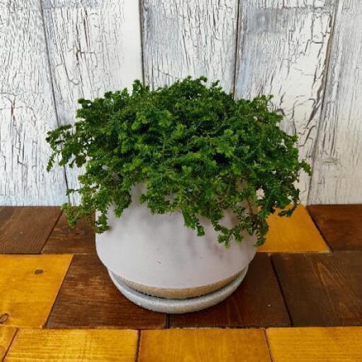 観葉植物 クッションモス ゆっぴー 亀有の家具の中古あげます 譲ります ジモティーで不用品の処分