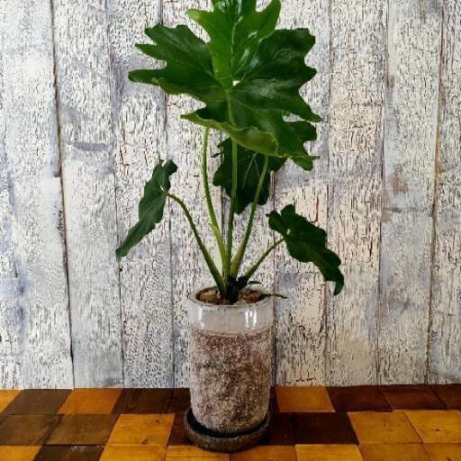 【観葉植物】     クッカバラ