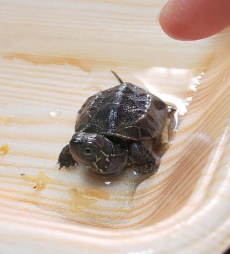 ゼニガメ クサガメ赤ちゃん の里親さん募集 みかん 五香のその他の里親募集 ジモティー