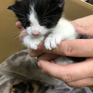 【里親さん決まりました】子猫ちゃん３匹保護しました❗️よろしくお...