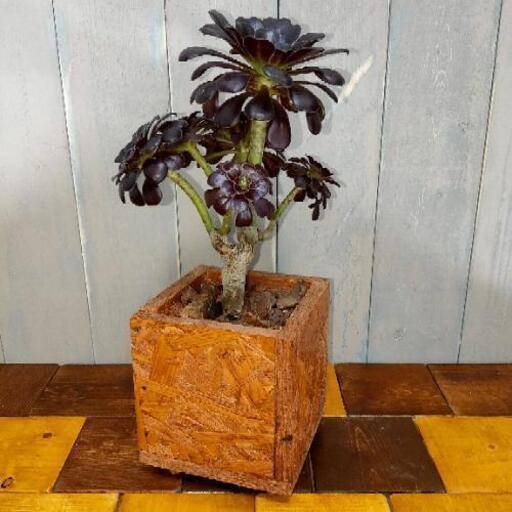観葉植物 クロホウシ 黒法師 ゆっぴー 亀有の家具の中古あげます 譲ります ジモティーで不用品の処分 観葉植物 クロホウシ 黒法師 ゆっぴー 亀有の家具の中古あげます 譲ります ジモティーで不用品の処分