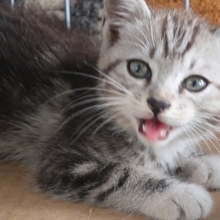 スリゴロのメス子猫（月齢一ヶ月程度）