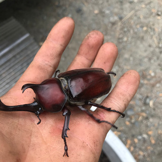 ☆引き取り手見つかりました 幼虫 サナギ羽化待ち中☆カブトムシ ...