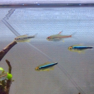 中古ブラックネオンテトラが無料 格安で買える ジモティー