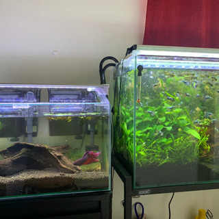 その他 熱帯魚飼育フルセット