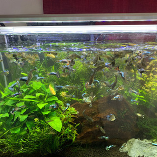 その他 熱帯魚飼育フルセット