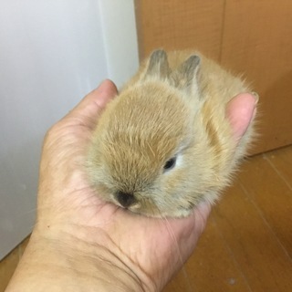 【けんぼの森】《ミニウサギ》5月16日生まれデビュー　オレンジ1...