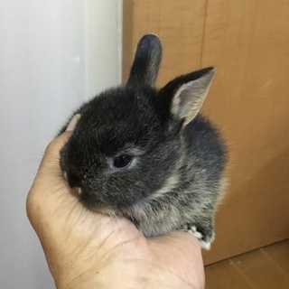 【けんぼの森】《ミニウサギ》5月16日生まれデビュー　ブラックオ...