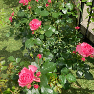 薔薇苗　ラベンダー　メィディランド　3年生　四季咲き