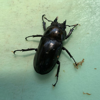 ローゼンベルグオウゴンオニクワガタ♀