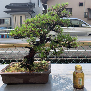 黒松盆栽 2