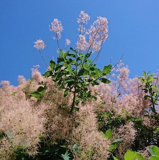 至急 スモークツリー 切り花 まとめて もりさん 有田のその他の中古あげます 譲ります ジモティーで不用品の処分 至急 スモークツリー 切り花 まとめて もりさん 有田のその他の中古あげます 譲ります ジモティーで不用品の処分