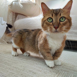 マンチカン まんまるお顔の愛嬌のある短足の猫 ねこの手の会 名古屋の猫の里親募集 ジモティー マンチカン まんまるお顔の愛嬌のある短足の猫 ねこの手の会 名古屋の猫の里親募集 ジモティー