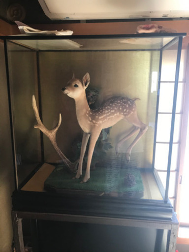 鹿の剥製