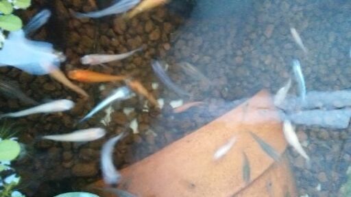 メダカ たまご付き 布袋草 赤ちゃん 雑種 にゃんぴ 結城のその他の中古あげます 譲ります ジモティーで不用品の処分 メダカ たまご付き 布袋草 赤ちゃん 雑種 にゃんぴ 結城のその他の中古あげます 譲ります ジモティーで不用品の処分