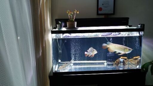 ９０サイズ水槽セット