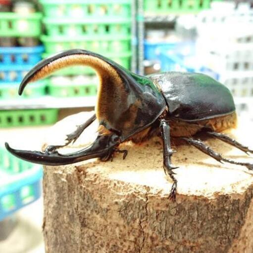 サタンオオカブト♂単 第２弾‼️