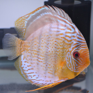 テフェロイヤル　♂16㎝