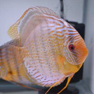 テフェロイヤル　♂16㎝