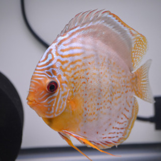 テフェロイヤル　♂16㎝