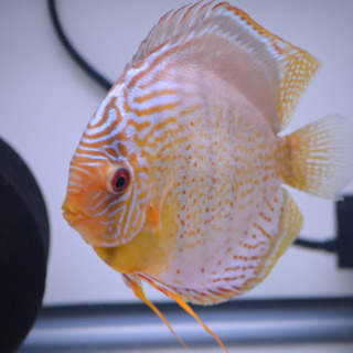 テフェロイヤル　♂16㎝