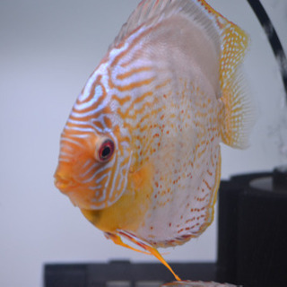 テフェロイヤル　♂16㎝