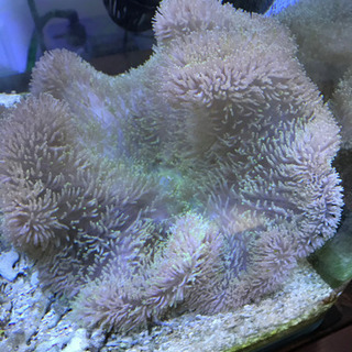 海水魚、イソギンチャク、カクレクマノミ、