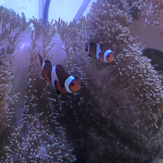 海水魚、イソギンチャク、カクレクマノミ、