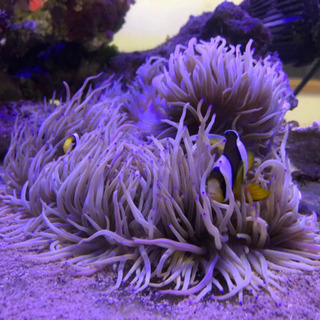 海水魚、イソギンチャク、カクレクマノミ、