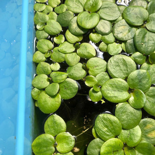 メダカ水槽の浮草&水草さしあげます