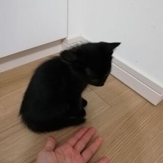 生後約1ヶ月の黒猫2匹（1匹でもOK） - 猫