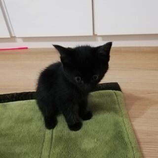 生後約1ヶ月の黒猫2匹（1匹でもOK） - 里親募集